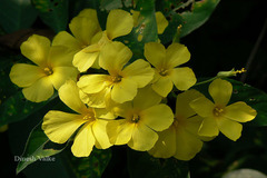 Reinwardtia indica